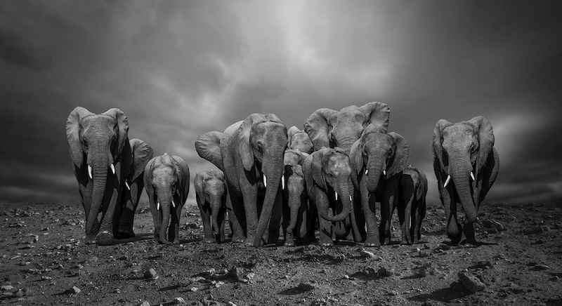 Category Runner Up - Club Medal - Open Monochrome - Elephant blockade - Caro Smith - Ballito Photo Club