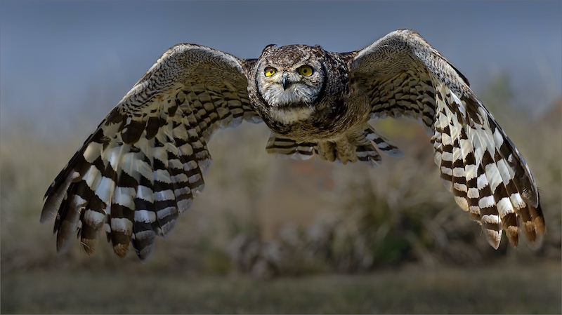 Category Winner -PSSA Silver Medal - Nature Birds Only - Owl in flight - Jan  van Niekerk - Ermelo Foto Klub