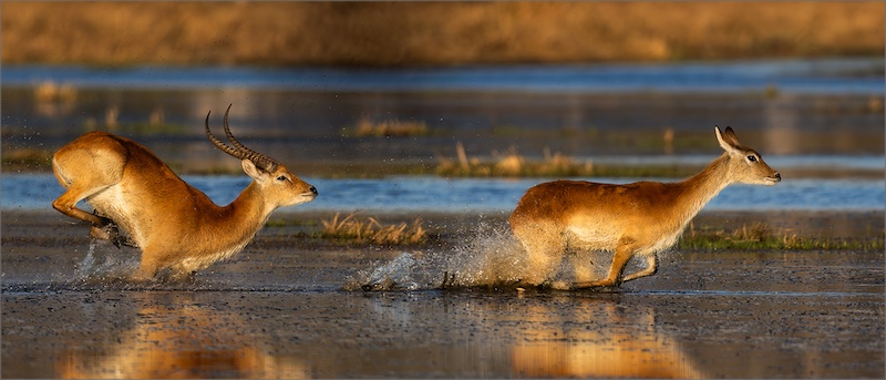 Category Winner -PSSA Silver Medal - Nature No Birds  - The chase - Adriaan Van Zyl - Tafelberg  Fotografieklub