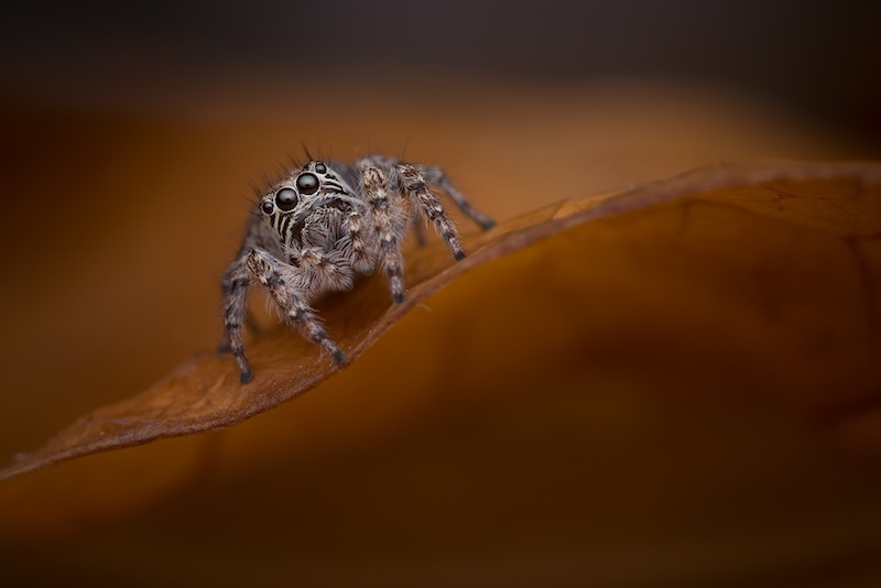 Category Winner -PSSA Silver Medal - Open Colour - Jumping spider 7473 - Hannes Claassens - Midlens Fotoklub