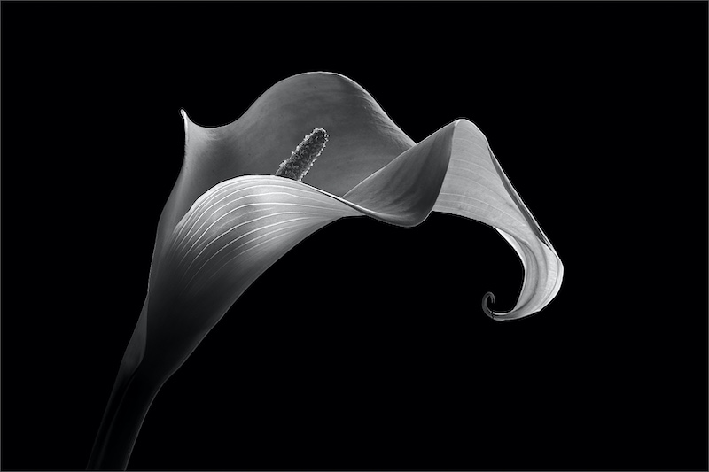 Category Winner -PSSA Silver Medal - Open Monochrome - Arum Textures - Leon Heyes - Maritzburg Camera Club