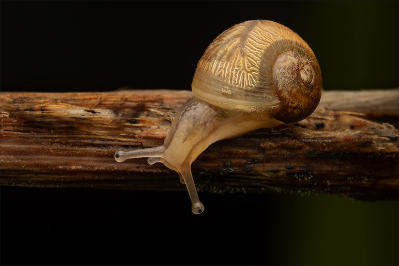 Category Runner Up - Macro - ACC Club Silver Medal - Exploring - Jacques Kruger - Ermelo Fotoklub