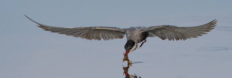 Category Runner Up - Open Colour - ACC Club Silver Medal - Dipping Prey - Stephan Opperman - Midlens Fotoklub