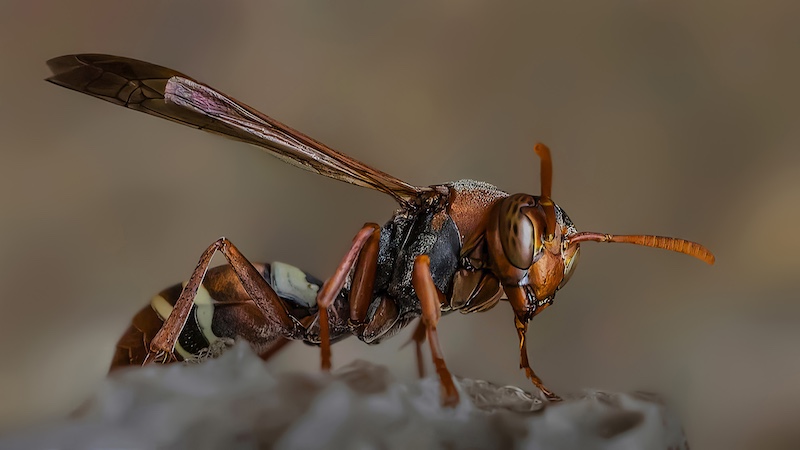 Category Winner - Macro - PSSA Silver Medal - Wasp Profile - Brian Shaw - Edenvale Photographic Club