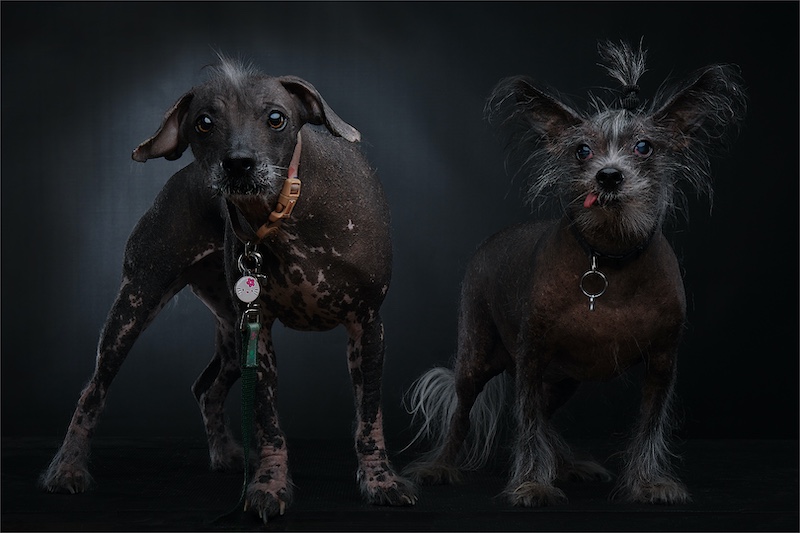 Category Winner - Open Colour -  PSSA Silver Medal - Sisters - Ryno Eksteen - AFO