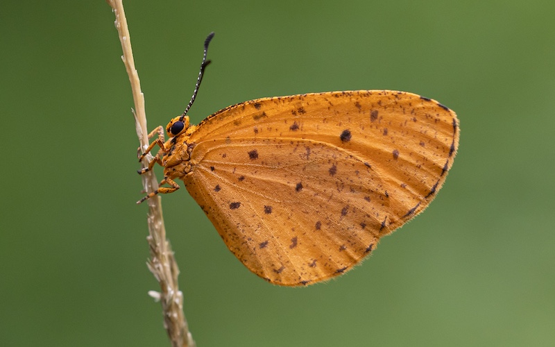 Ballito Bronze Medal-Macro Colour-Hang in there-Nicola Paul-Ballito PC