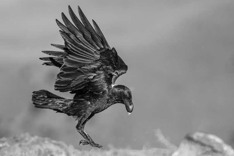 Ballito Bronze Medal-Nature Mono-Almost down-Nicolette Forbes-Ballito PC