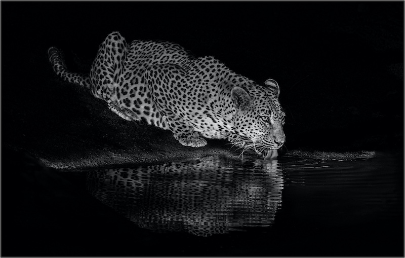 Ballito Bronze Medal-Open Monochrome-Caught in the spotlight (Mono)-Avril Eshmade-Ballito PC