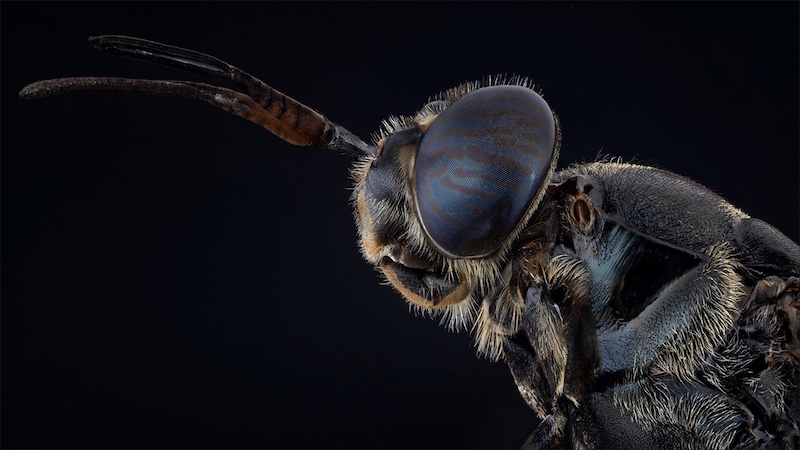Ballito Silver Medal-Macro Colour-Soldierfly portrait-Jacques Kruger-Ermelo Fotoklub