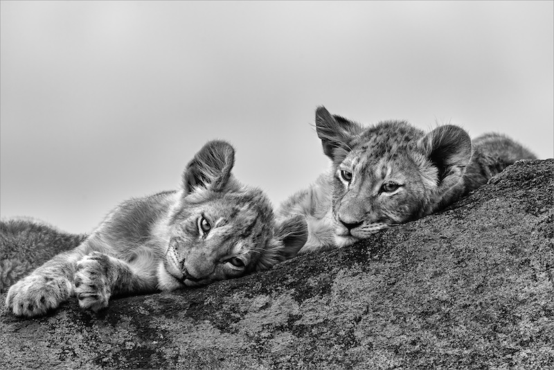 Ballito Silver Medal-Nature Mono-Long wait for the pride-Mariana Kruger-Sandton PS