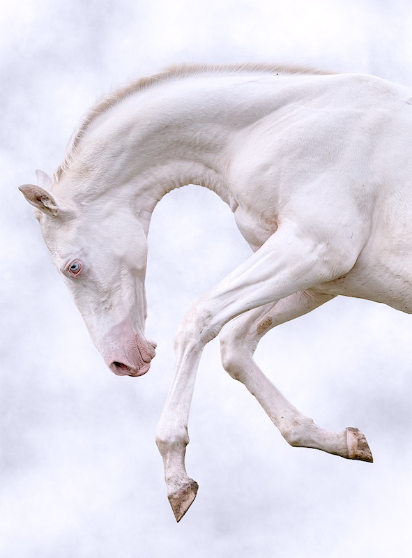 PSSA Silver Medal - Open Colour - Akhal Tekes Radiance - Ciszanne Crous - Swartland Fotografieklub