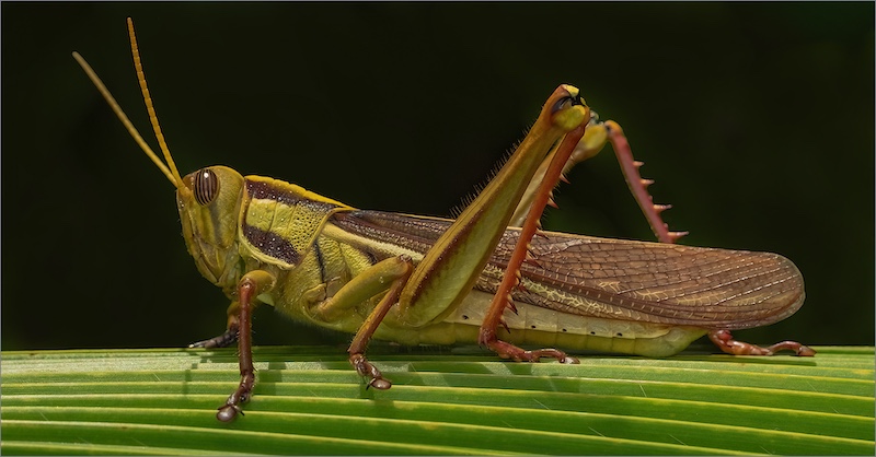 PSSA Silver Medal-Macro Colour-Garden Pest-Shirley Swingler-Amber CC