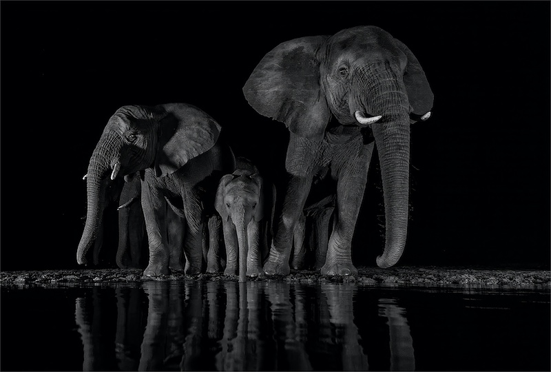 PSSA Silver Medal-Nature Mono-Different sizes at the waterhole-Shirley Gillitt-Highway CC