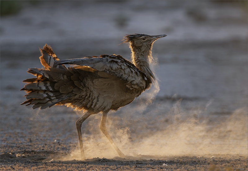 Nature Birds Only-Bethal Silver-Kevin Fowler-Southern Suburbs Camera Club-Sunset sand bath