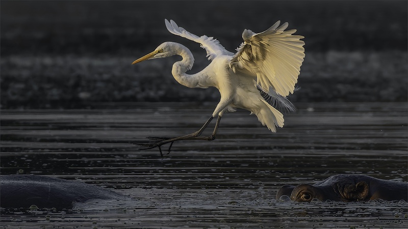 Nature Birds Only-PSSA Silver-Letmari Dreeckmeier-Magalies Foto Fun Club-Hippo hopping