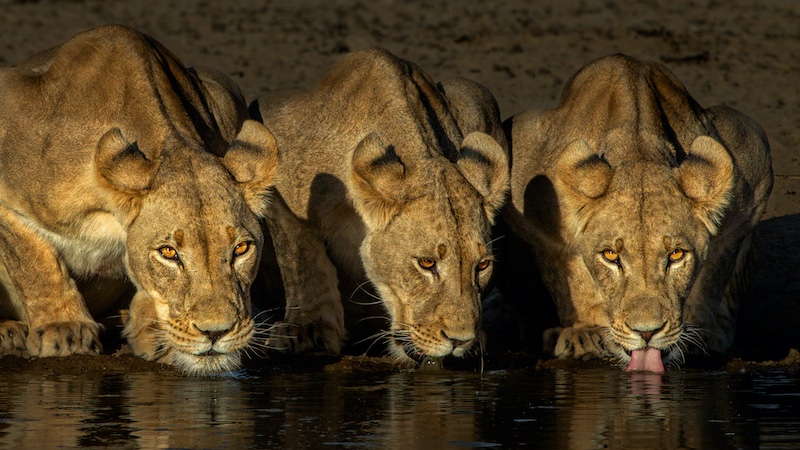 Nature No Birds -PSSA Silver-Charmaine  Joubert-Port Elizabeth Camera Club-Three lionesses drinking at Polentswa