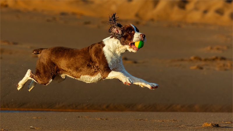 Open Colour-PSSA Silver-Andre Serfontein-Imagelink Virtual Club-Karel met Bal in Bek