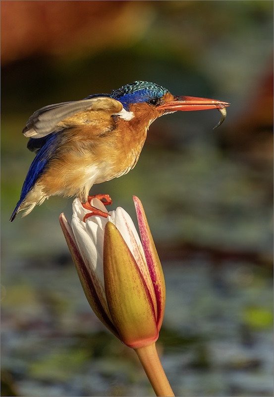 CCC Club Medal - Nature Birds Only Colour - Malachite with catch -Mariana Visser - Tafelberg Fotografie Klub