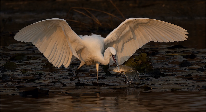 PSSA Silver Medal - Nature Birds Only Colour - Het hom - Renee Storme - Vanderbijlpark Fotografiese Vereniging