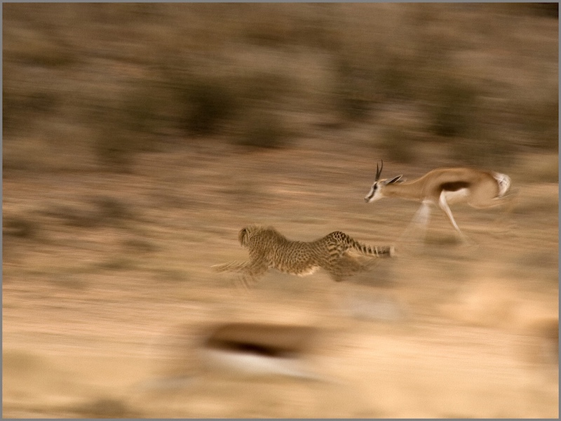 PSSA Silver Medal - Nature no Birds Colour - Cheeta chase - Anton Mulder - Mosselbaai Kameraklub