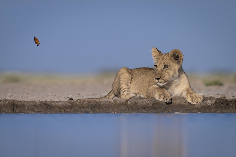 PSSA Bronze Medal-Nature No Birds-I Spy A Butterfly-Dewald Tromp-Midlens Fotoklub