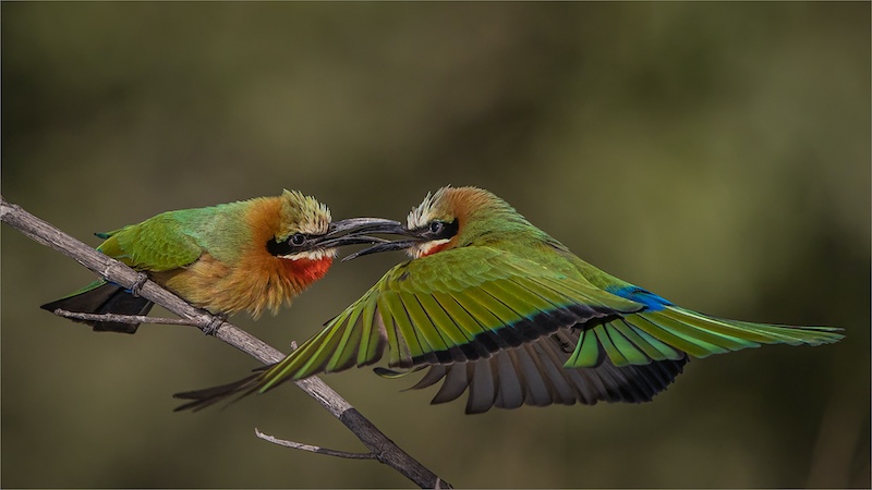 PSSA Silver Medal-Nature Birds Only-Kuikens Kos Gee Is Harde Werk-Gonnie Myburgh-National Photographic Club