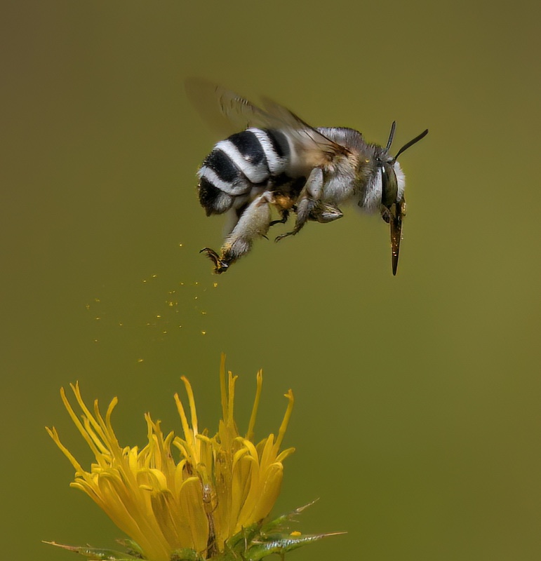 PSSA Silver Medal-Nature No Birds-Stuifmeelreen-Nicci van As-Independent