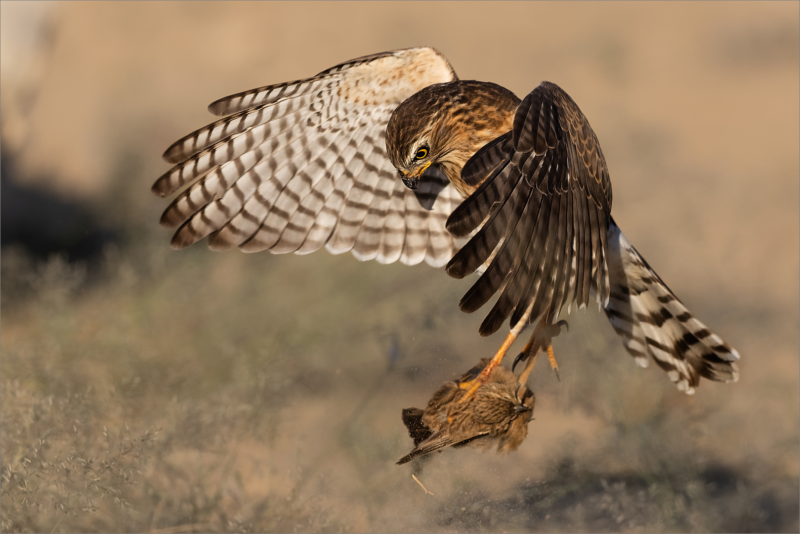 HCPS Silver Medal - Nature - Birds Only - Colour - Gabar Goshawk Grabbs Prey 100524 - Johan Frost - Midlens Fotoklub