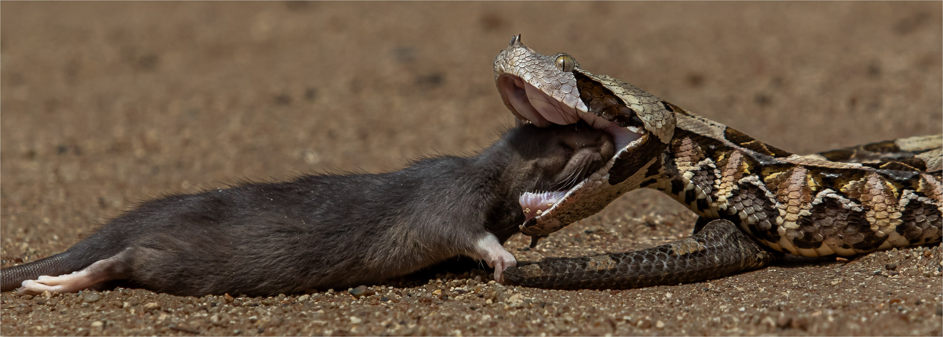 HCPS Silver Medal - Open Colour - Satisfying Meal - Kelly  Clarke - Springs Photographic Club