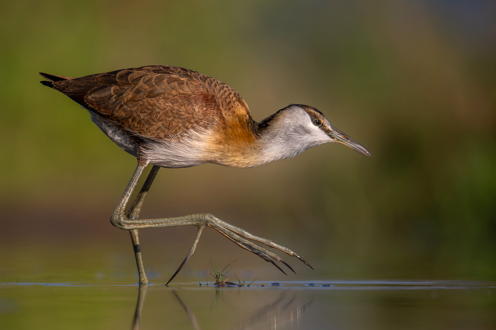 PSSA Silver Medal - Nature - Birds Only - Colour - juvenile jacana quietly on the move - Kathy Kay - Hibiscus Coast Photographic Society