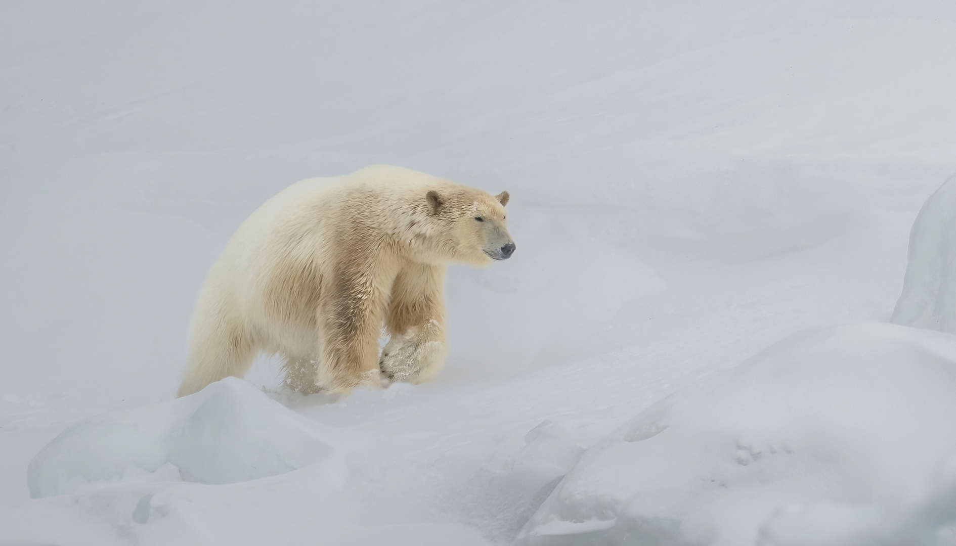 PSSA Silver Medal - Nature - No Birds - Colour - polar bear making his way through the snow - Kathy Kay - Hibiscus Coast Photographic Society