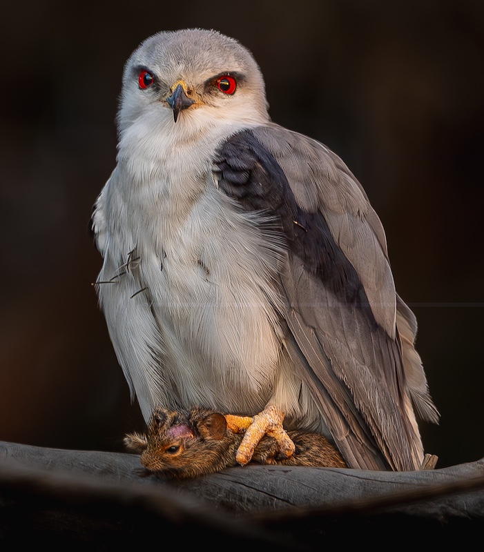 PSSA Bronze Medal - Nature Birds Only - Keep Still - Pitts Patel - Springs Photographic Club
