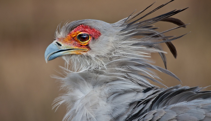 PSSA Silver Medal - Nature Birds Only - Secretary Bird - Gerry Mullon - IPIP Photographic Club