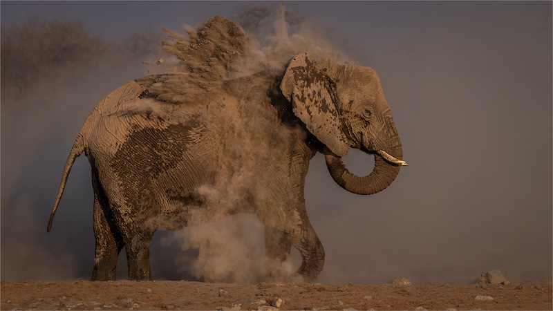 PSSA Bronze Medal-Open Colour-Elephant Dusting Herself-Tokkie Labuschagne-Magalies Foto Fun Club