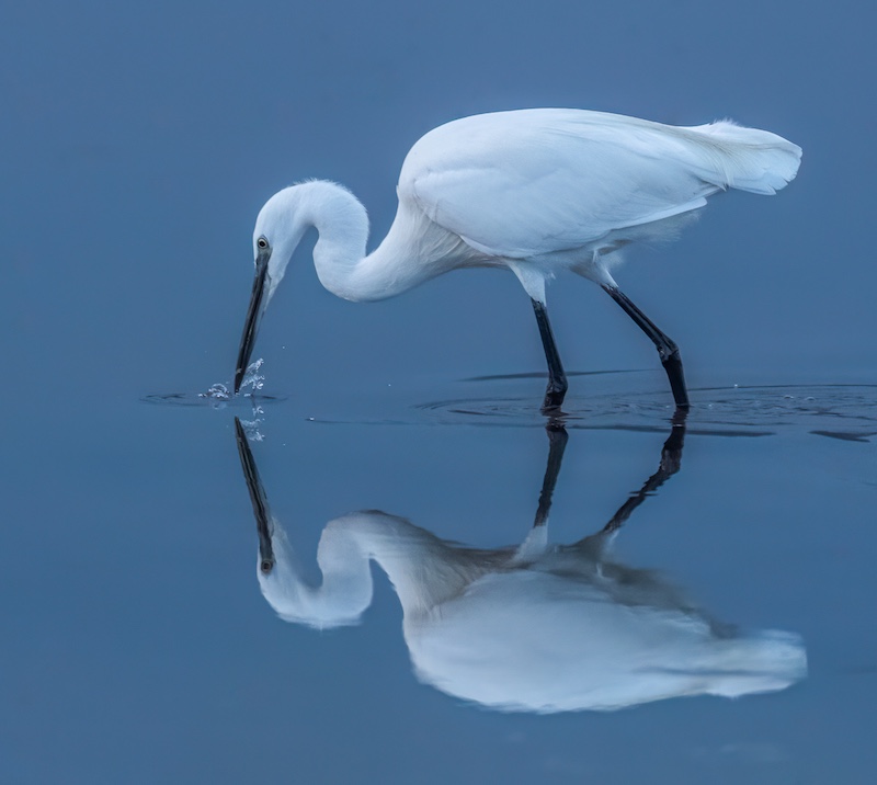 PSSA Bronze medal-Nature Birds Only-Pure White-Pieter Swart-Tygerberg Photographic Society