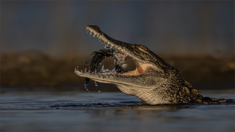 PSSA Silver medal-Nature No Birds-Crocodile Snack-Rodney Cory-Springs Photographic Club