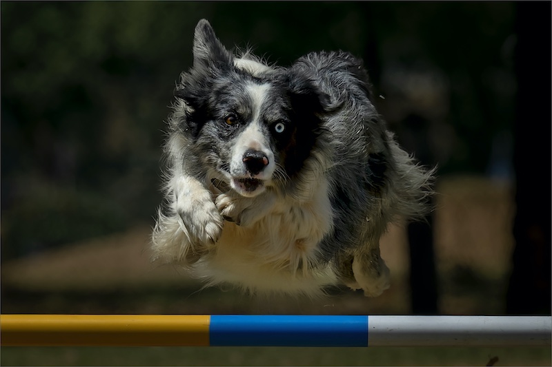 PSSA Silver medal-Photojournalism and Sport-One Blue One Brown-Cynthia Uren-Southern Suburbs Camera Club