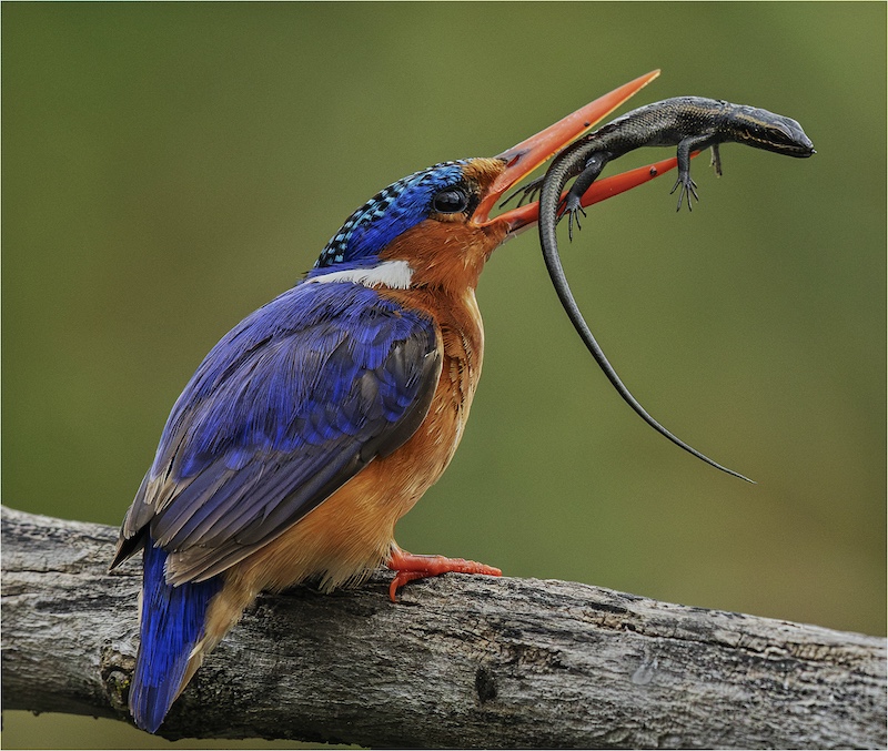 Club Medal -nature-Malachite with lizard -David Gardner- Sandton Photograhic Society