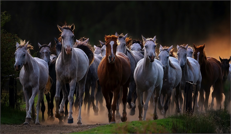 PSSA Medal Open Colour Full run  Geo Jooste  Bloemfontein Kameraklub