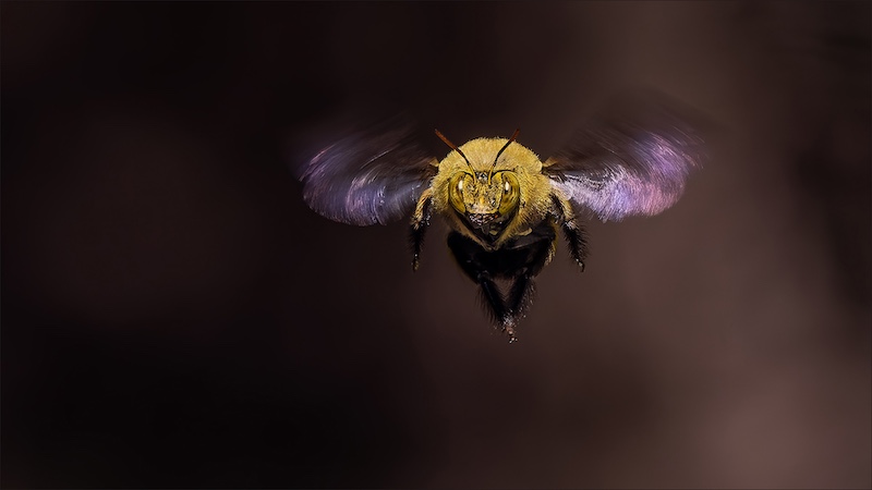 PSSA Medal- Nature Bee in flight- Jacques Kruger- Ermelo Foto Klub