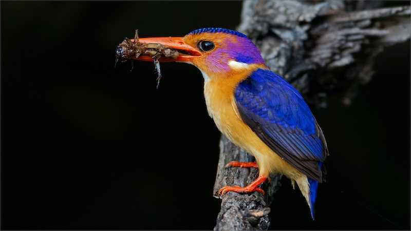 Nelspruit Silver Medal - Nature Birds Only Colour - Pygmy met groot kriek vangs - André Serfontein - Imagelink Virtual Club