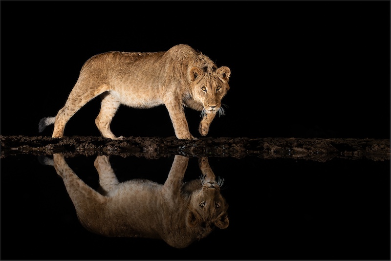 Nelspruit Silver Medal - Nature No Birds Colour - Caution at the waterhole - Mariana Kruger - Sandton Photographic Society