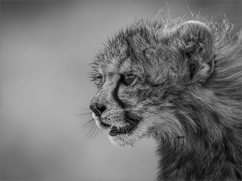 Nelspruit Silver Medal - Open Monochrome - Eendag as ek groot is....... - Gonnie Myburgh - National Photographic Club