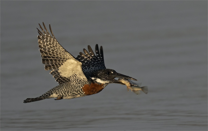 PSSA Silver Medal - Nature Birds Only Colour - Breakfast - Geo Jooste - Bloemfontein