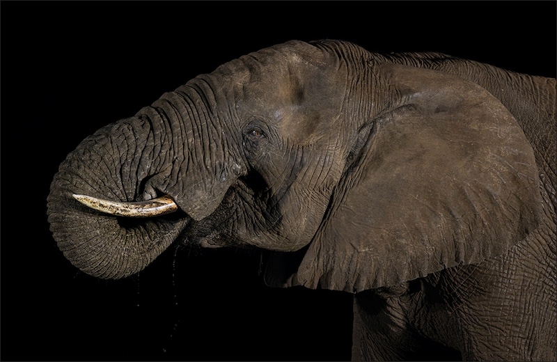 PSSA Silver Medal - Nature No Birds Colour - Jong olifant drink - Hardus Pieters - Ermelo Foto Klub