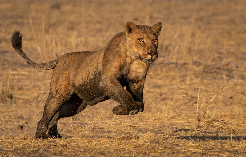 PSSA Silver Medal-Nature-Leeuwegspring-Mietsie Visser-Vanderbijlpark Fotografiese Vereniging