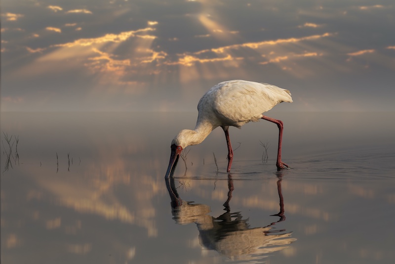 PSSA Silver Medal-Open Colour-lepel leer-Jeanette Smith-F-Stop Fotografiese Vereniging