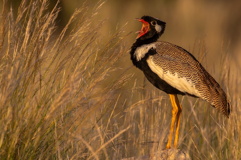 Paarl PC Silver Medal-Nature-Korhaan roep 1-Ziets Zietsman-Bosveld Fotografie Klub