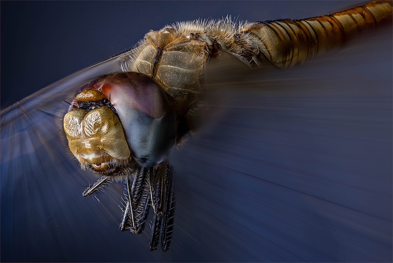 Paarl PC Silver Medal-Open Colour-Dragon Fly Wing Motion-Louis van der Walt-Sasol Highveld Photography Club
