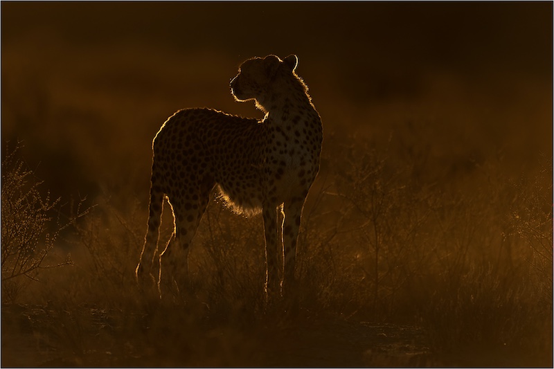 Best PECC Club Entry PECC Bronze Medal-Nature-Backlit cheetah-Johan Jordaan-PECC